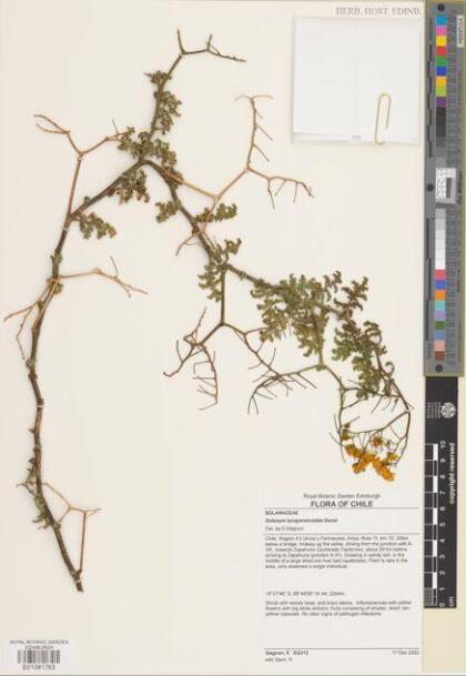 Solanum lycopersicoides [Espécimen: ]