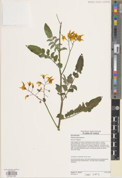 Solanum peruvianum [Espécimen: ]