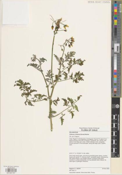 Solanum chilense [Espécimen: ]