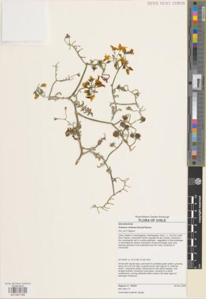Solanum chilense [Espécimen: ]