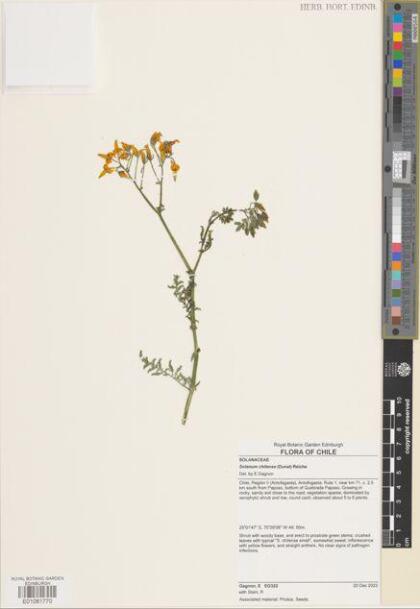 Solanum chilense [Espécimen: ]