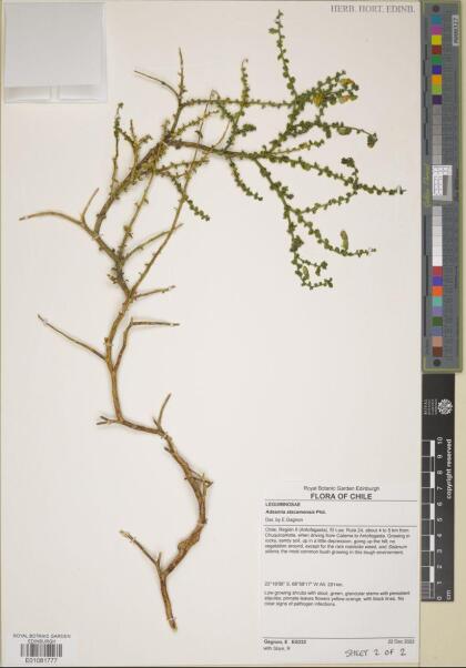 Adesmia atacamensis [Espécimen: ]