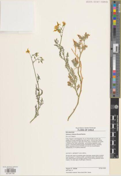 Solanum chilense [Espécimen: ]
