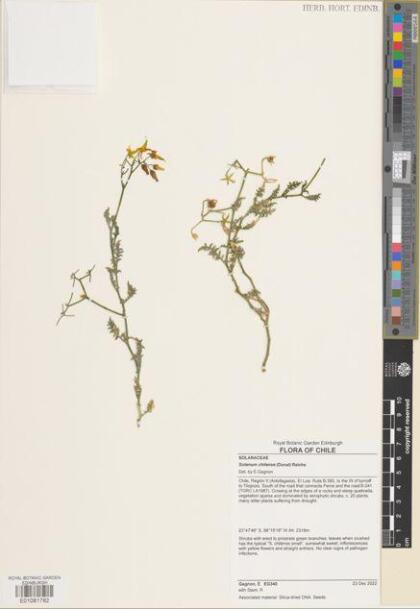 Solanum chilense [Espécimen: ]