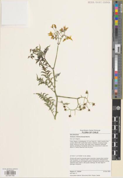 Solanum chilense [Espécimen: ]