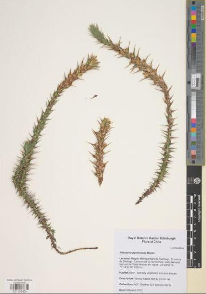 Nassauvia pyramidalis [Espécimen: ]