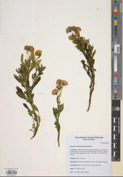 Senecio werdermannii [Espécimen: ]