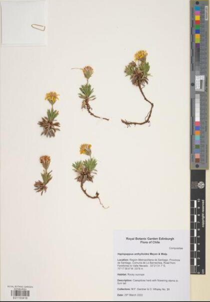 Haplopappus anthylloides [Espécimen: ]