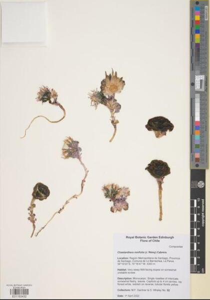 Chaetanthera renifolia [Espécimen: ]