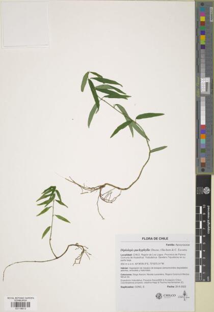 Diplolepis pachyphylla [Espécimen: ]