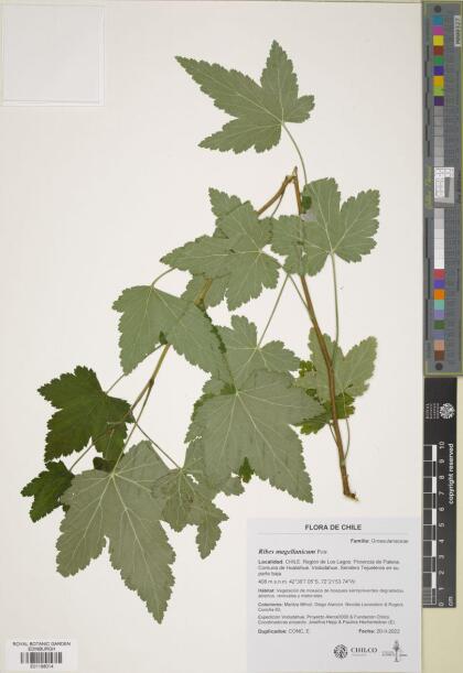 Ribes magellanicum [Espécimen: ]