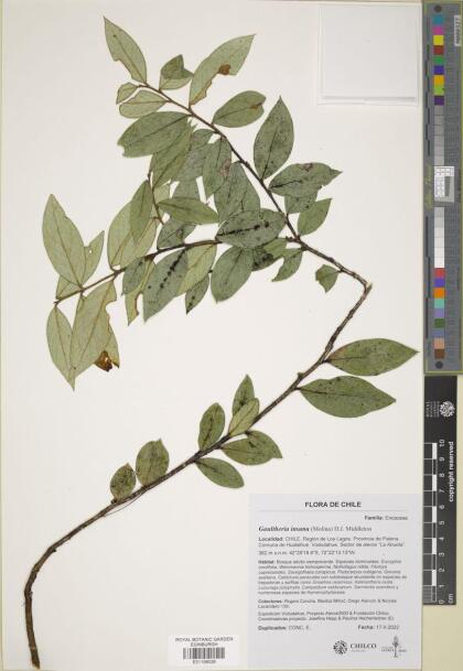 Gaultheria insana [Espécimen: ]