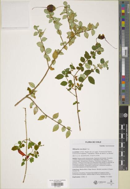 Mitraria coccinea [Espécimen: ]