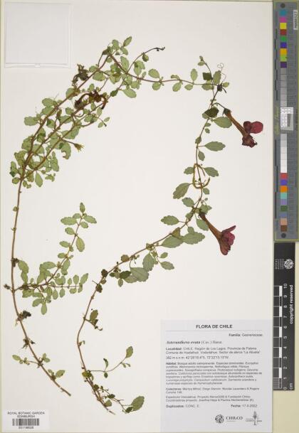 Asteranthera ovata [Espécimen: ]