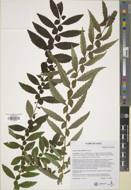Azara lanceolata [Espécimen: ]
