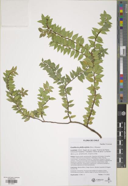 Gaultheria phillyreifolia [Espécimen: ]