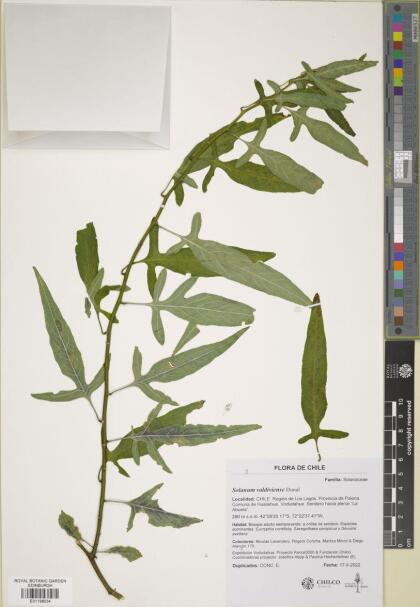 Solanum valdiviense [Espécimen: ]