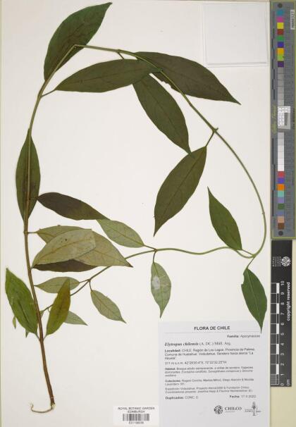 Elytropus chilensis [Espécimen: ]