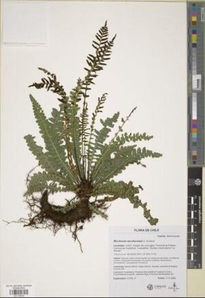 Austroblechnum lechleri [Espécimen: ]