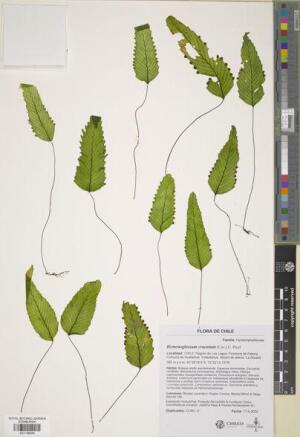 Hymenoglossum cruentum [Espécimen: ]