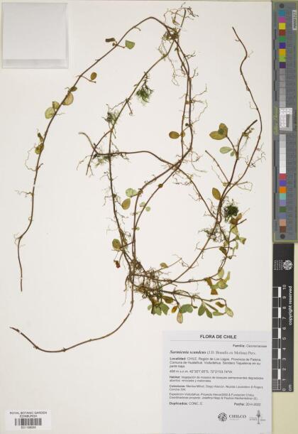 Sarmienta scandens [Espécimen: ]