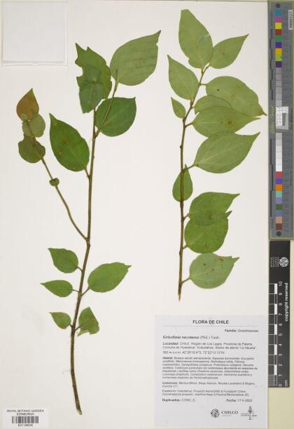 Griselinia racemosa [Espécimen: ]