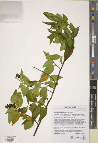 Griselinia racemosa [Espécimen: ]