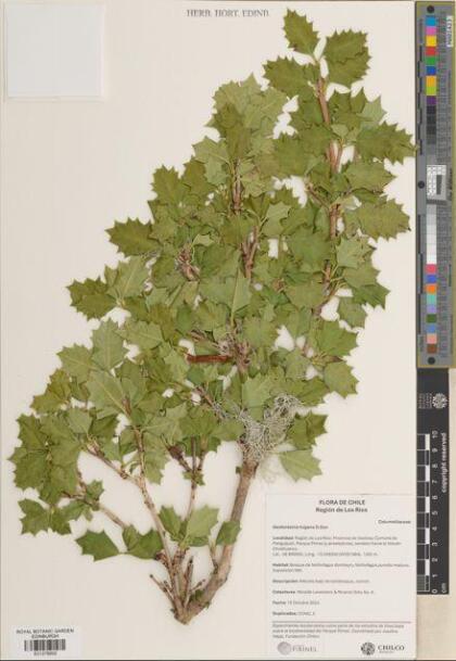 Desfontainia fulgens [Espécimen: ]