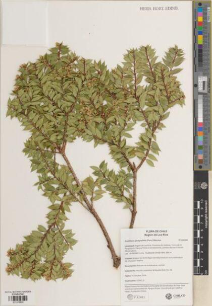 Gaultheria phillyreifolia [Espécimen: ]