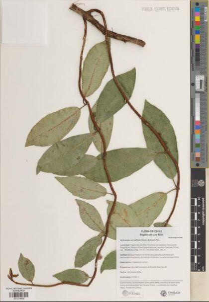 Hydrangea serratifolia [Espécimen: ]