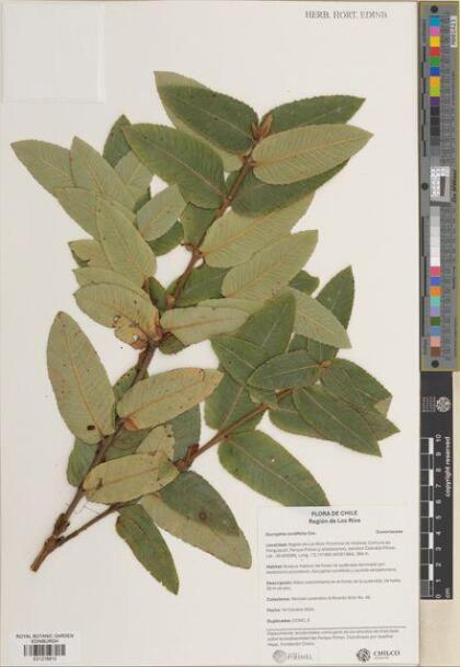 Eucryphia cordifolia [Espécimen: ]