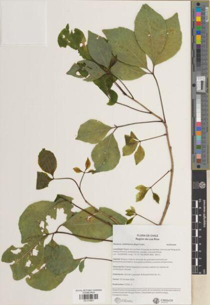 Raukaua valdiviensis [Espécimen: ]