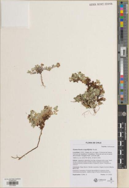 Gamochaeta serpyllifolia [Espécimen: ]