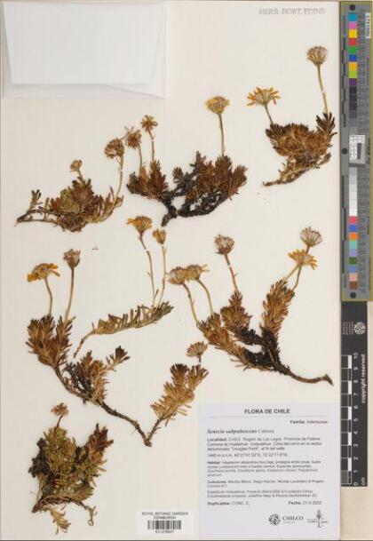 Senecio subpubescens [Espécimen: ]