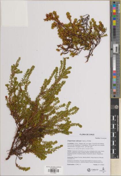 Empetrum rubrum [Espécimen: ]