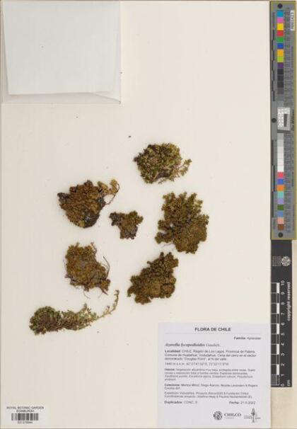 Azorella lycopodioides [Espécimen: ]
