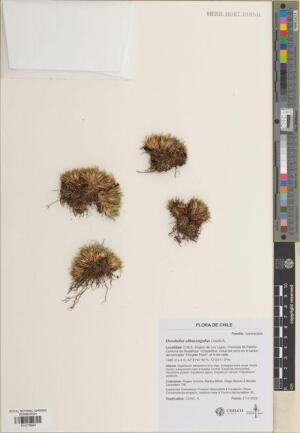 Oreobolus obtusangulus [Espécimen: ]