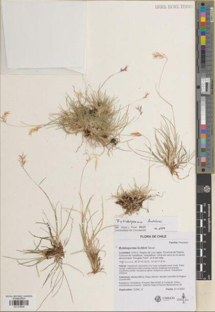 Rytidosperma lechleri [Espécimen: ]