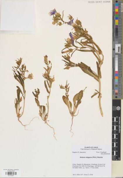 Nolana elegans [Espécimen: ]