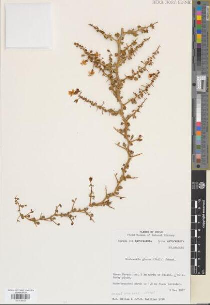 Lycium boerhaviaefolium [Espécimen: ]