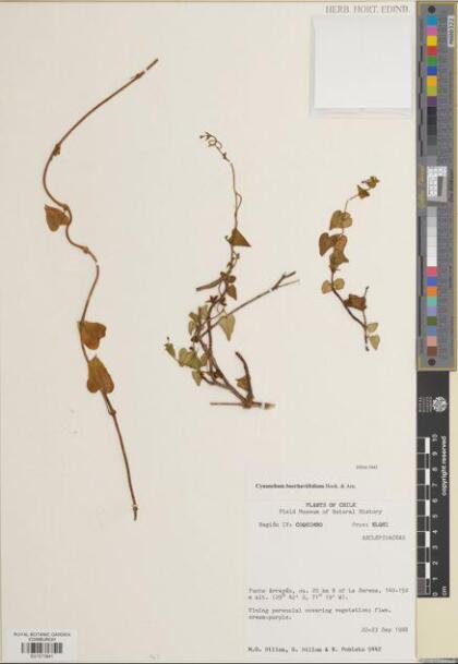 Diplolepis boerhaviifolia [Espécimen: ]