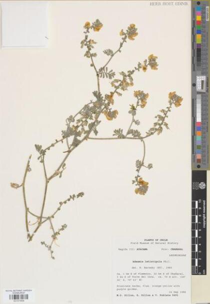 Adesmia eremophila [Espécimen: ]