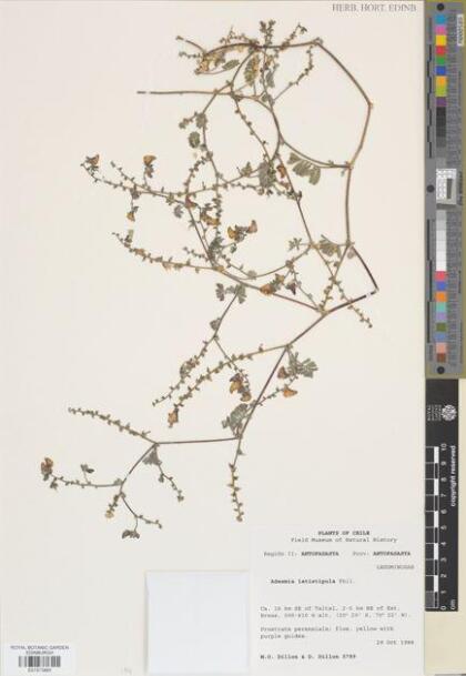 Adesmia eremophila [Espécimen: ]