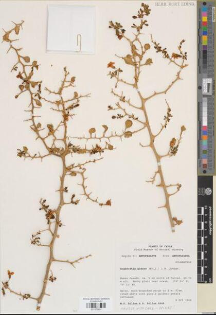 Lycium boerhaviaefolium [Espécimen: ]