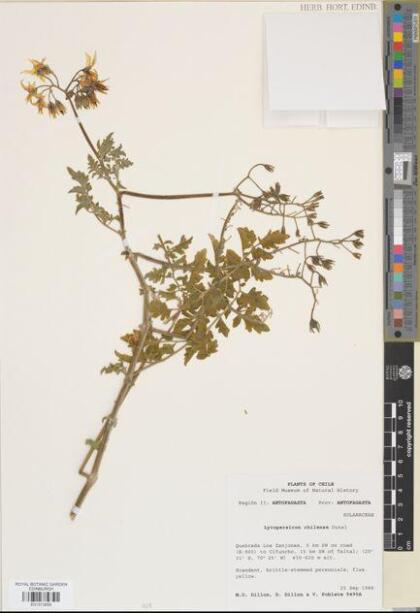 Solanum chilense [Espécimen: ]
