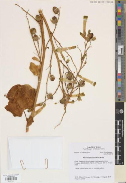 Nicotiana solanifolia [Espécimen: ]