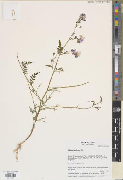 Schizanthus laetus [Espécimen: ]