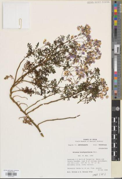 Solanum brachyantherum [Espécimen: ]