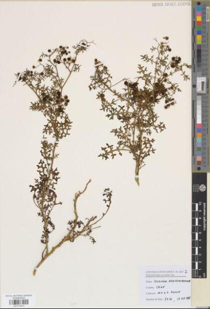 Solanum brachyantherum [Espécimen: ]