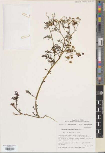 Solanum brachyantherum [Espécimen: ]